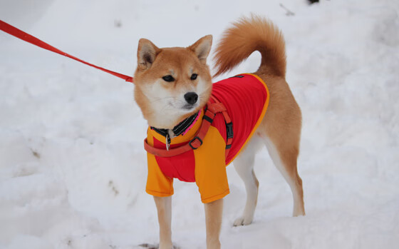 2030年F1：电动化还会远吗？，2030年电动汽车会取代燃油车吗