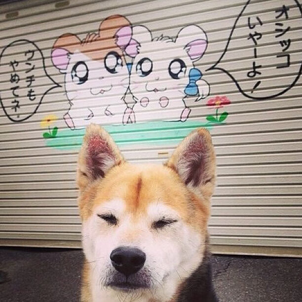 “意甲争夺欧冠席位，实力派球队奋勇争先”，意甲欧冠名额分配