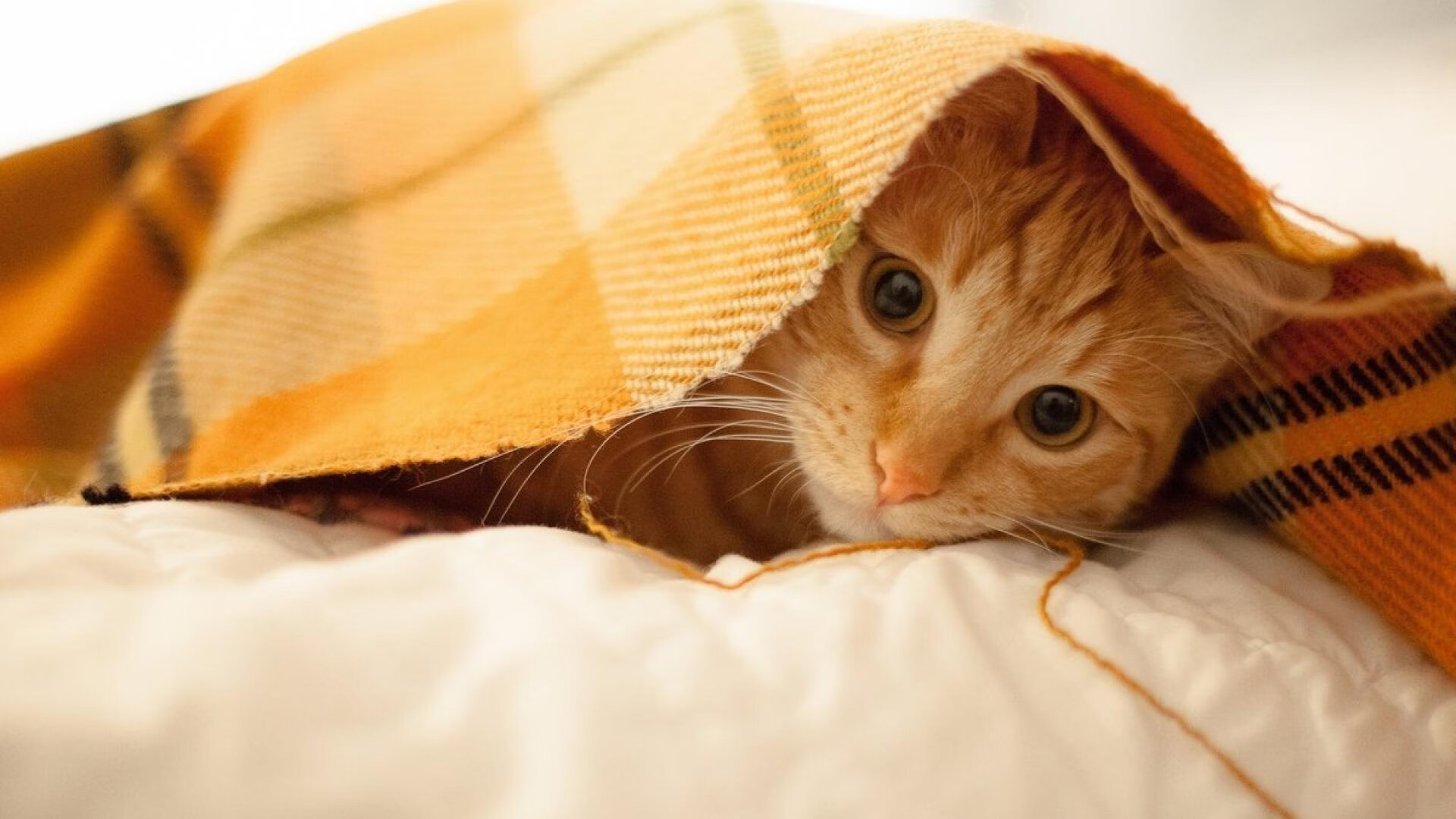 九游官网-“逆转奇迹！湖人最后一分钟逆袭热火燃爆全场”，湖人最后一场常规赛