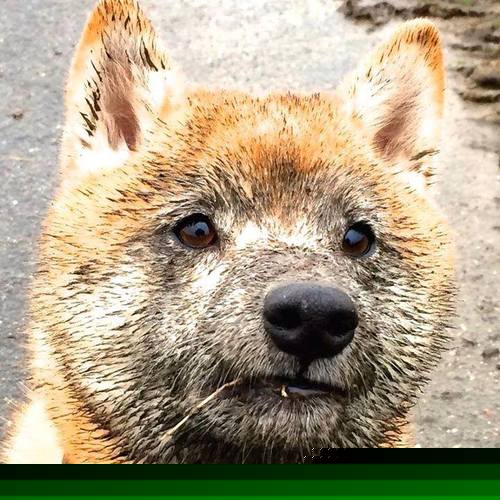 中国体育总局宣布多项政策支持篮球青训发展，篮球青训是什么意思