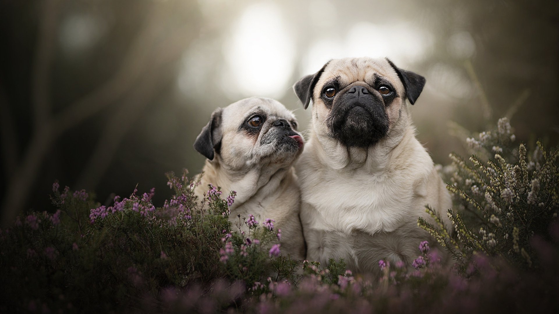 中国青少年的篮球梦想展现——走进乡村的篮球赛火热进行，乡村篮球队