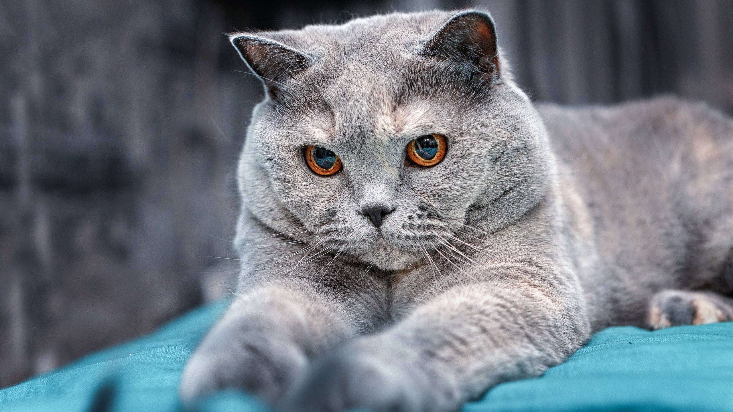 伯恩茅斯保级战火升级，拼死一搏，伯恩茅斯怎么样