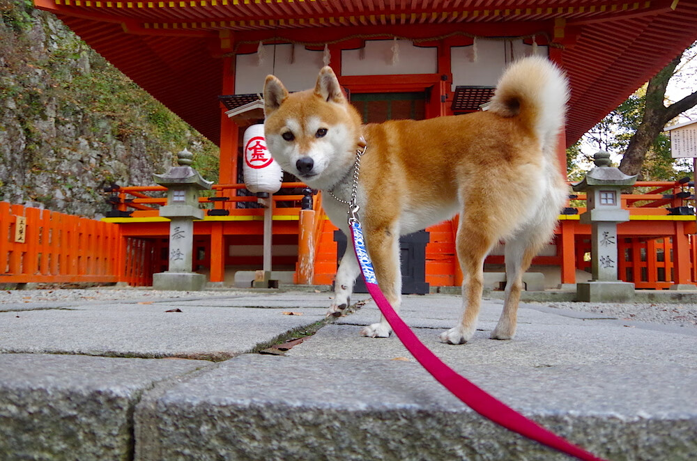 史上最年轻的“欧洲巨星”崛起起点，史上最年轻的明星是谁