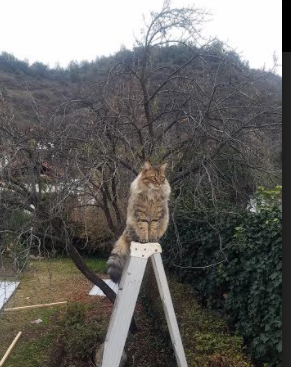 团队协作:战术创新与默契配合共同缔造胜利奇迹,团队 协作